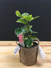 4" Tropical Assorted