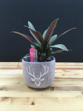 4" Tropical Assorted