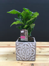 4" Tropical Assorted
