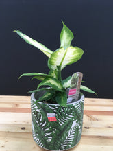 4" Tropical Assorted