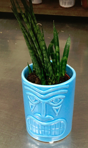 2.25 Tiki w/Mikado