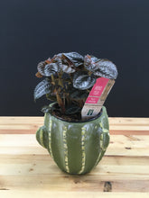 4" Tropical Assorted